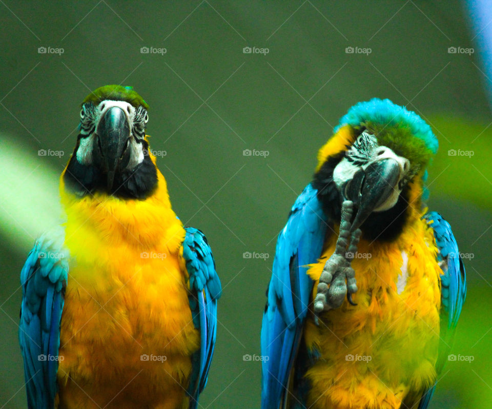 A story of a family of australian parakeet with attracting colors gives pose for passport size photo #just joke #colorlove