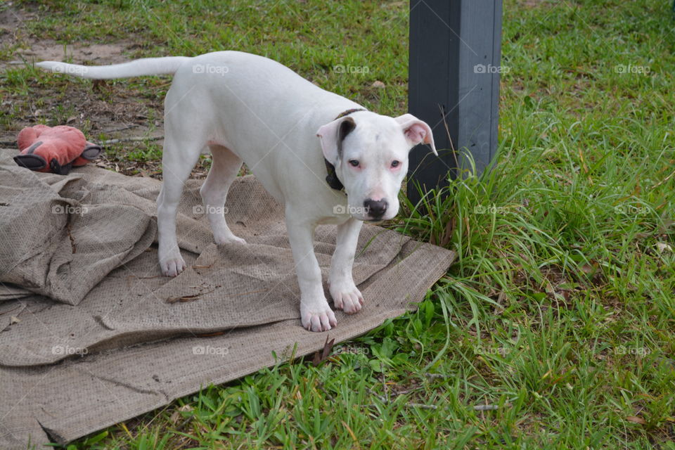 Our pit bull puppy sweet pea out side and she's white 
