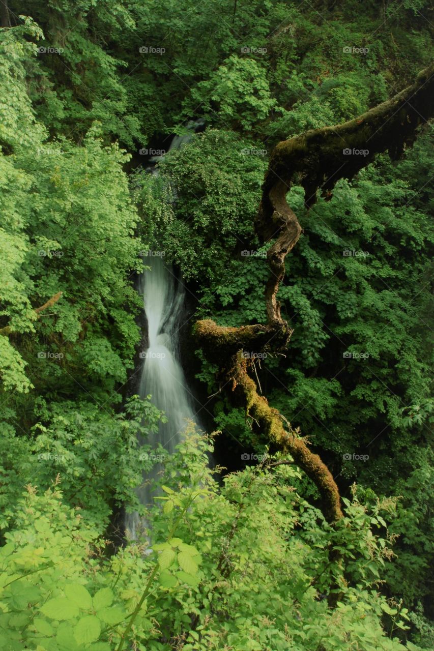 waterfall, water, forest, view