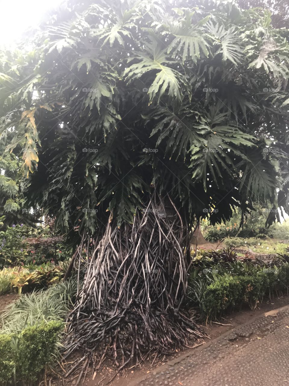 Jardim botânico Funchal 