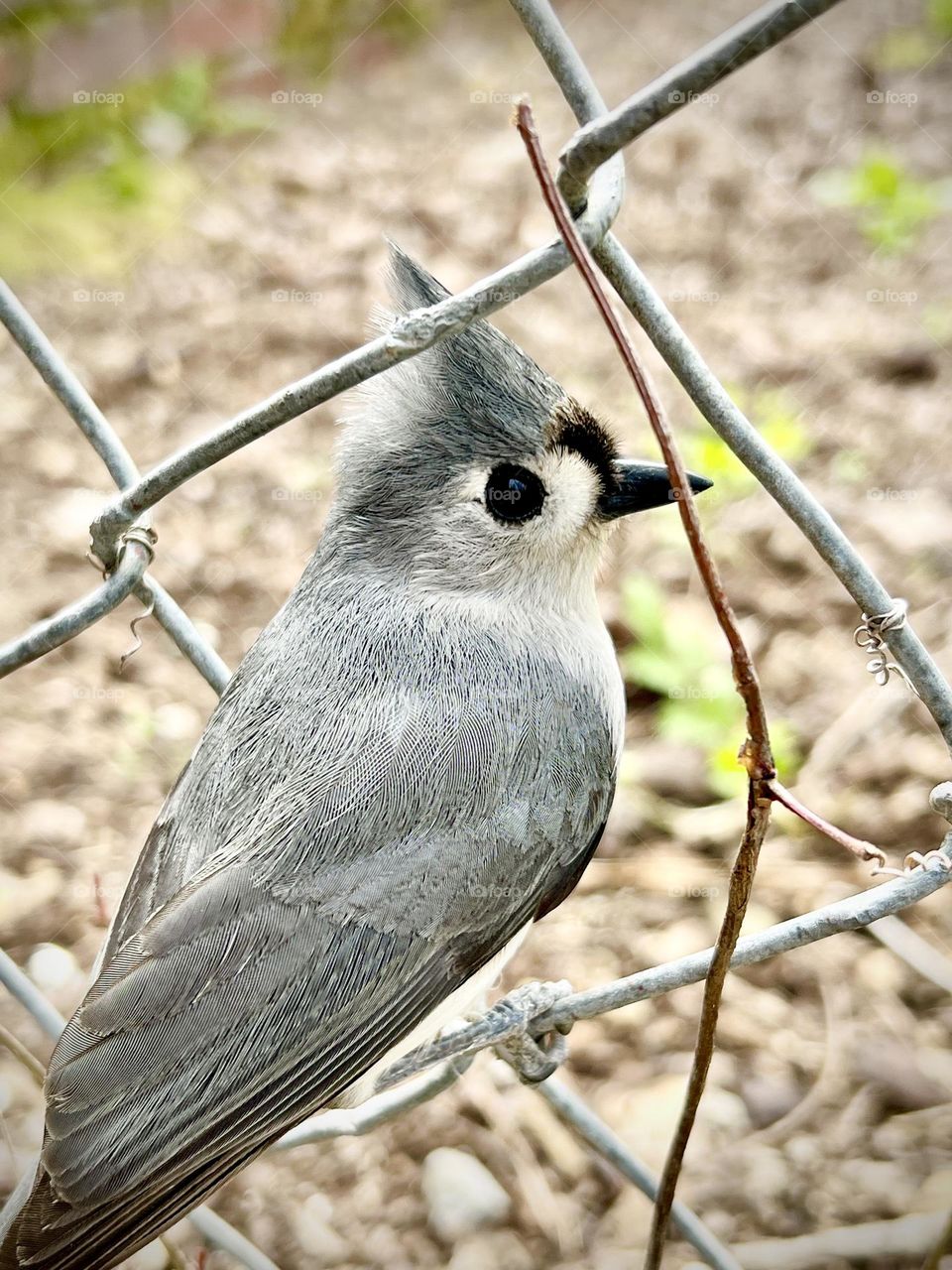 Closeup of Tufted Titmouse perching on a chain link fence. The profile is the highlight