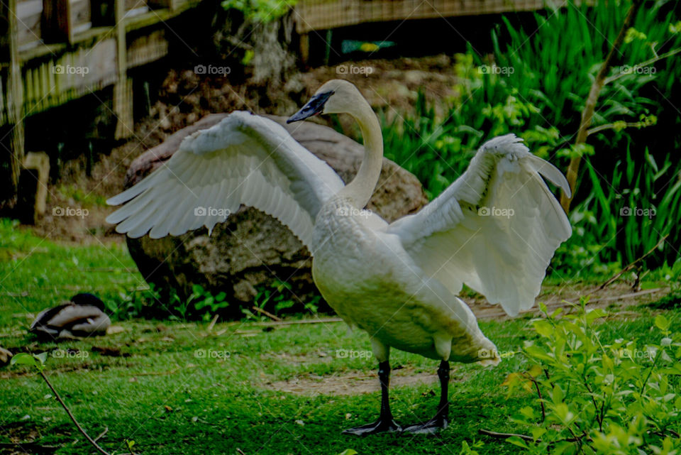 trumpeter swan