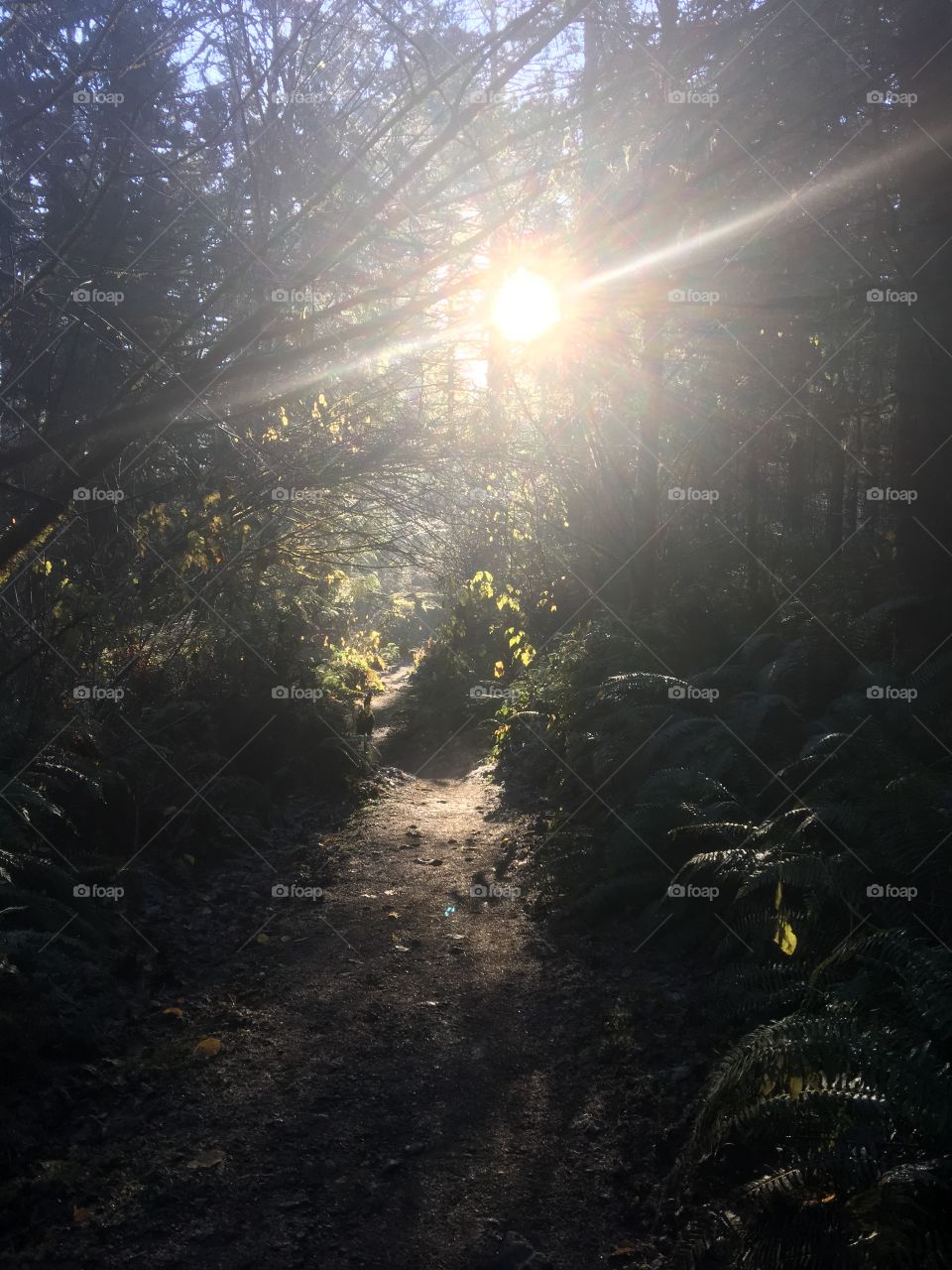 Low sun illuminates the trail ahead in the forest