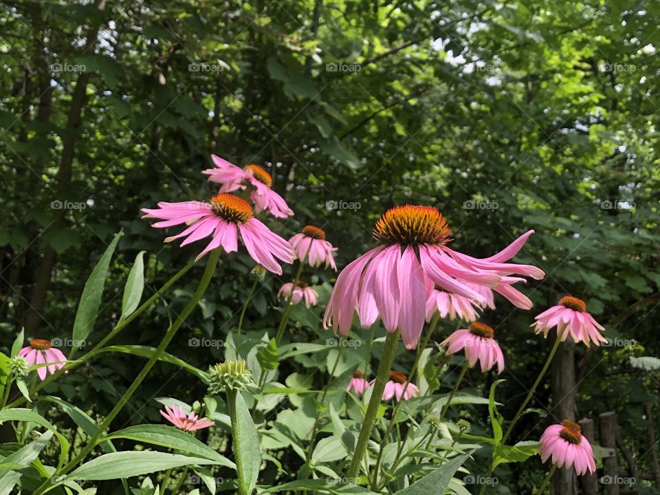 Wild flowers 