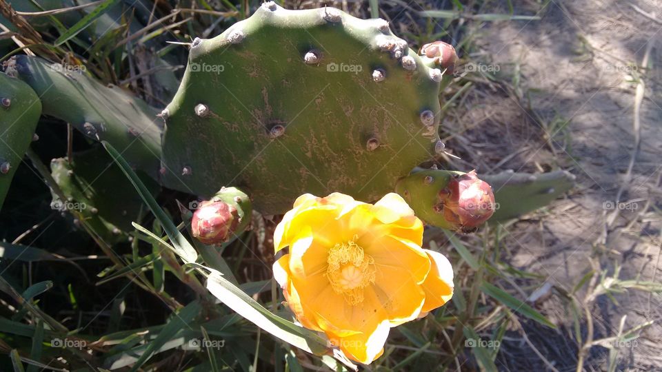 flor de cactus na praia linda de mais