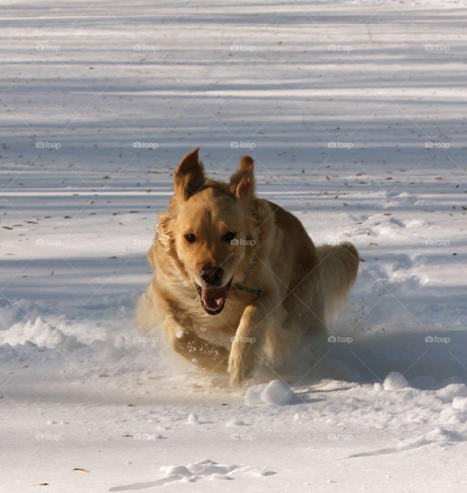 Dog Running In The Snow