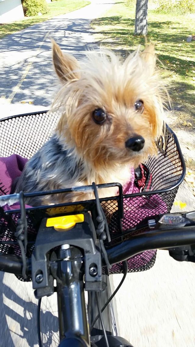 Bike ride