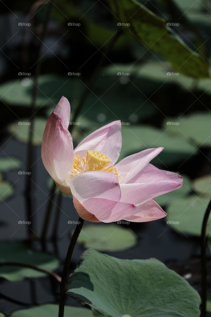 lotus flower blooming in summer pond with green leaves as background