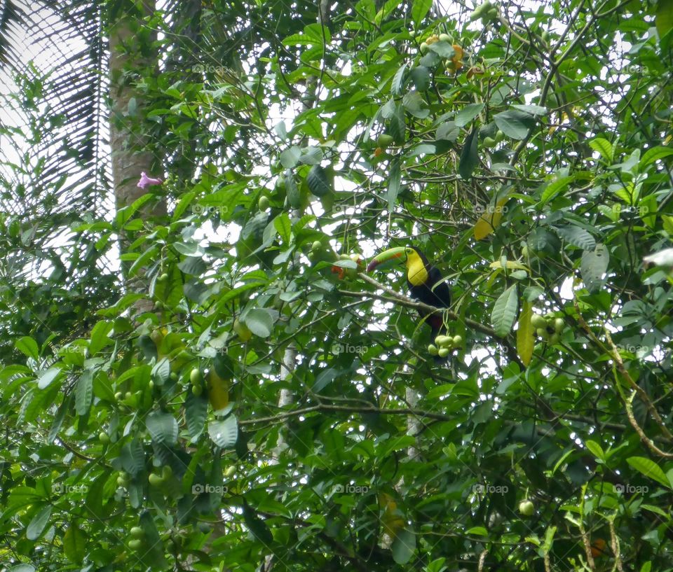 Rainbow-billed toucan, Cahuita