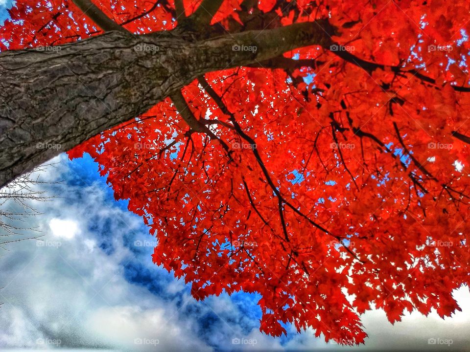 fire red autumn leaves