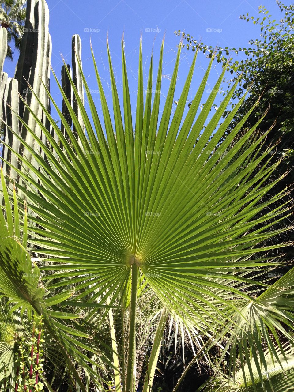 Palm fronds, Jardin Majorelle