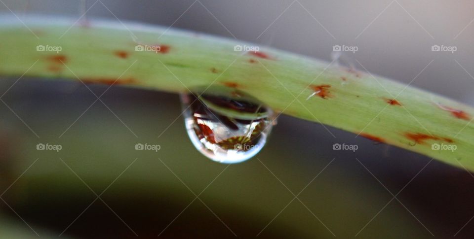 Reflections in a droplet 