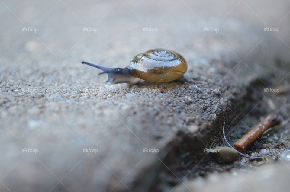 snail2