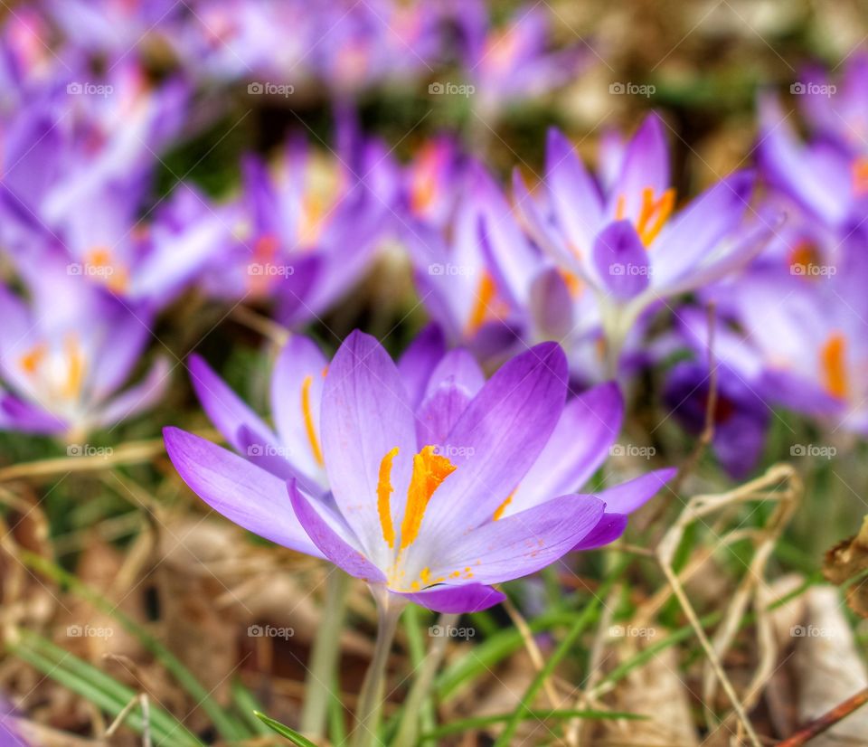 Wild Crocus blooming in spring.