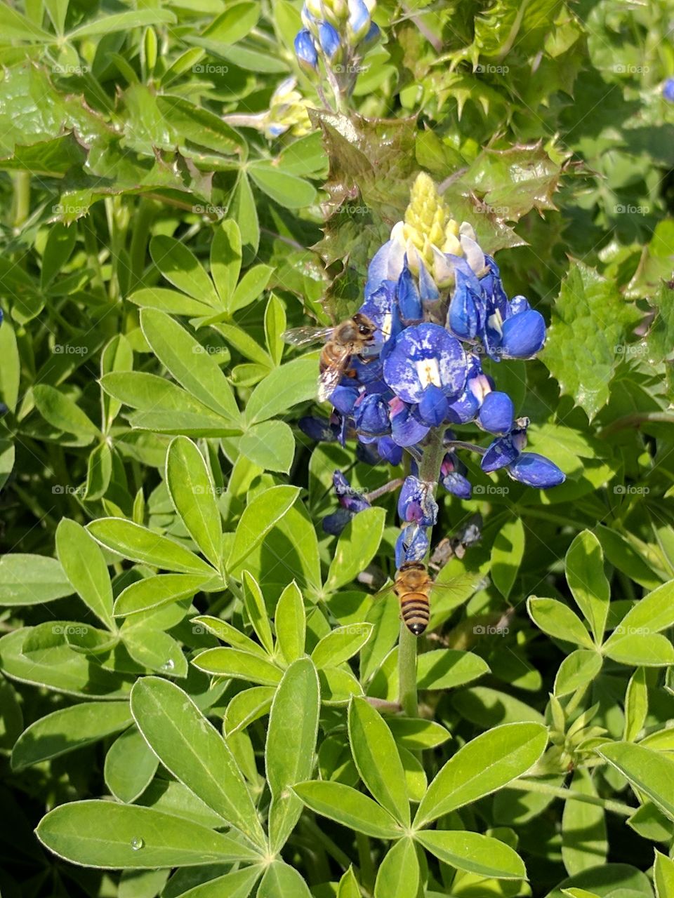 bees at work