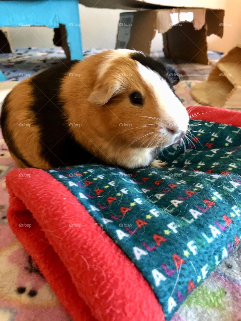 Danny boy , our #3  pet Guinea pig / we have tree sweet  piggies 🐾