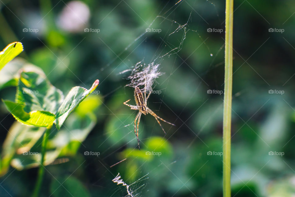 Little spider on the web macro shot