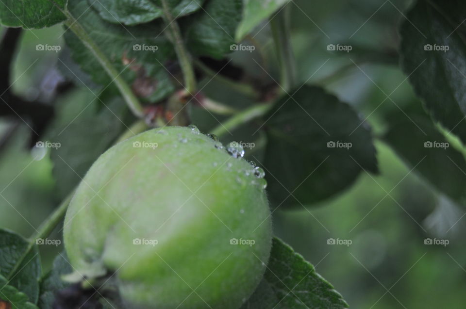 apples after the rain