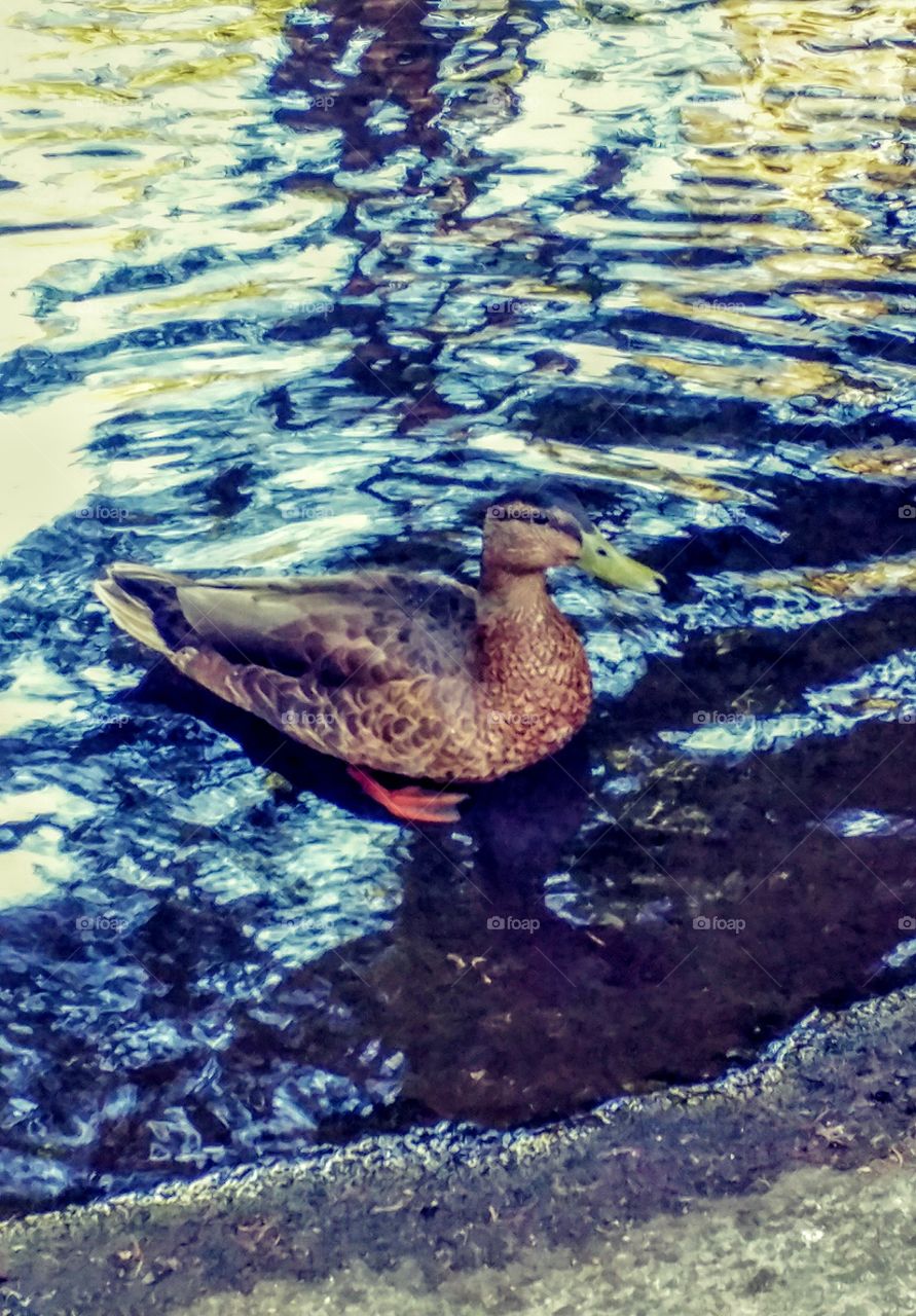 Duck at the Salmon hatchery