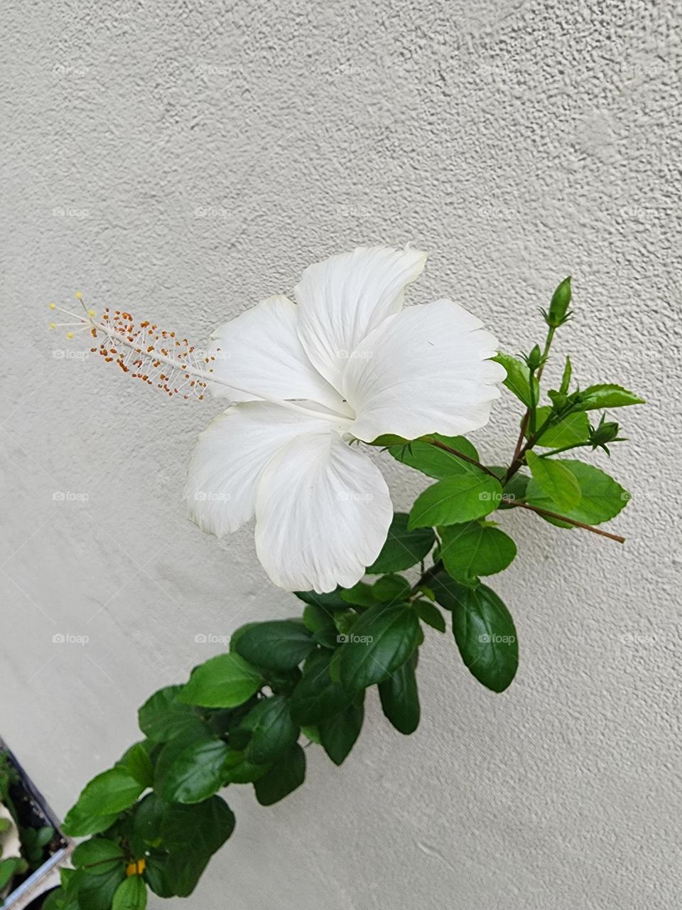 Jamaican hibiscus white