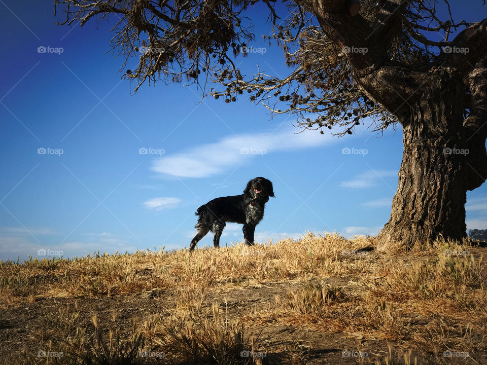 Black dog on top of hill standing under a tree