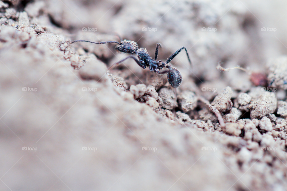 macro black work ant by carthe