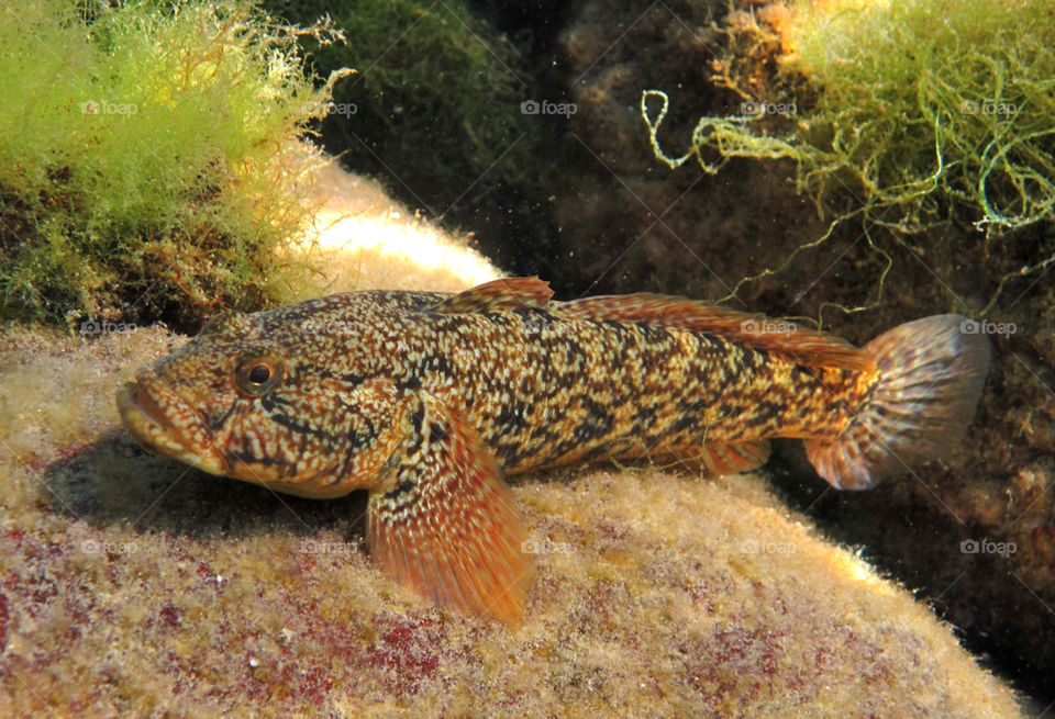 goby