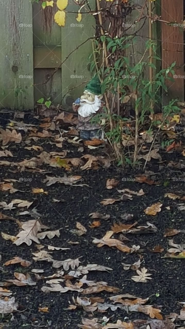 gnome