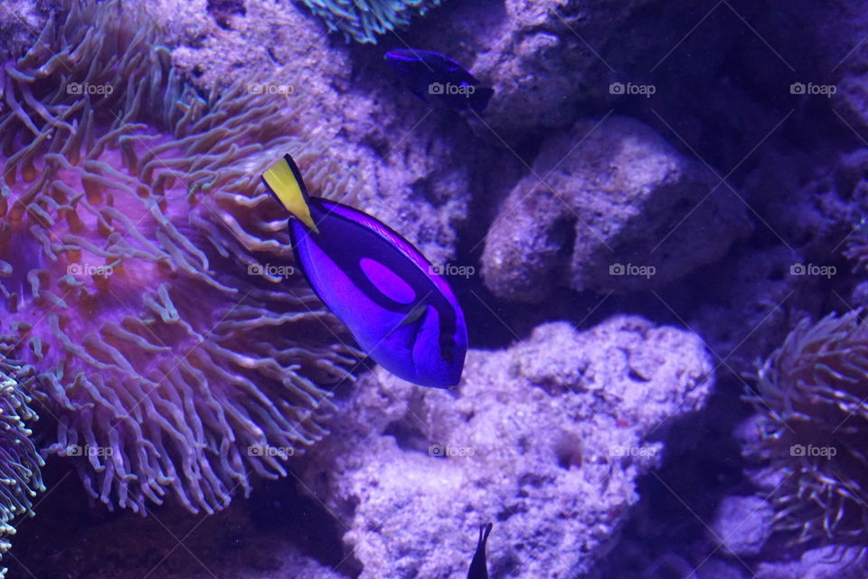 Finding Dory