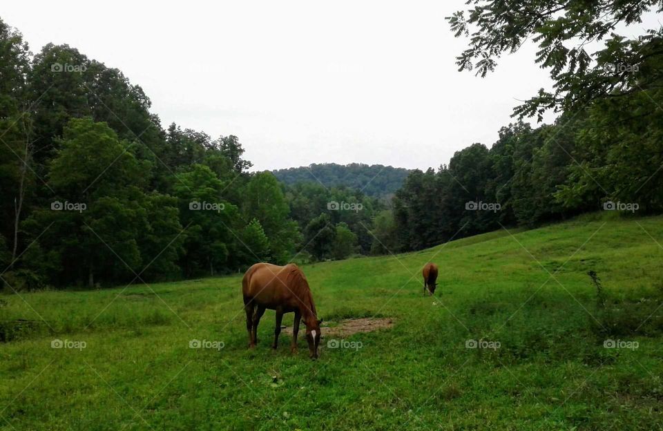 Grazing Horses