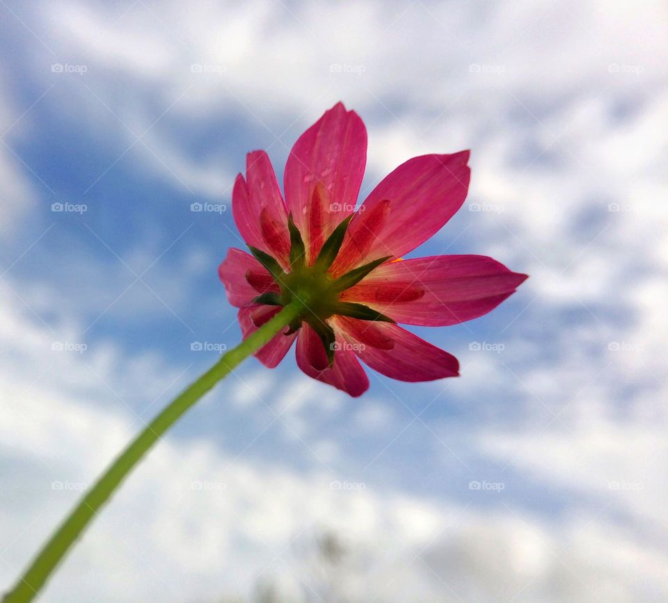 Red flower in the sky