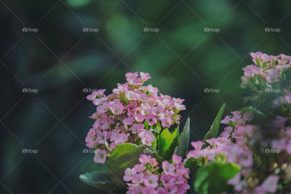 Flower, Nature, Leaf, Flora, Garden