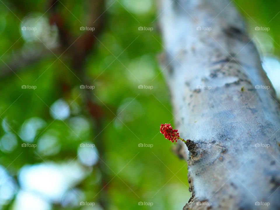 Fruit llower about to blossom