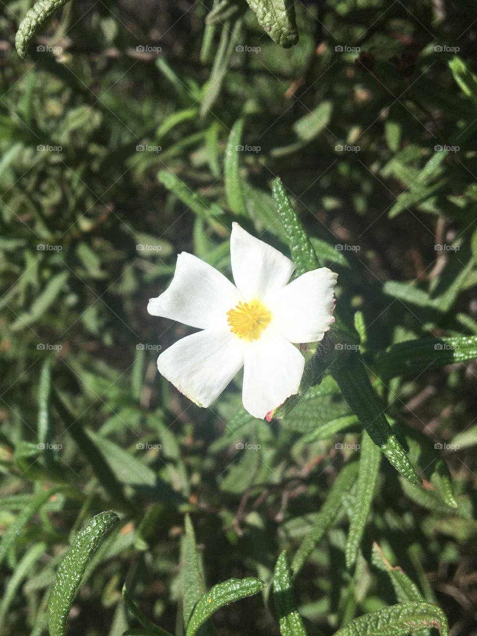 Only one white flower on a bush