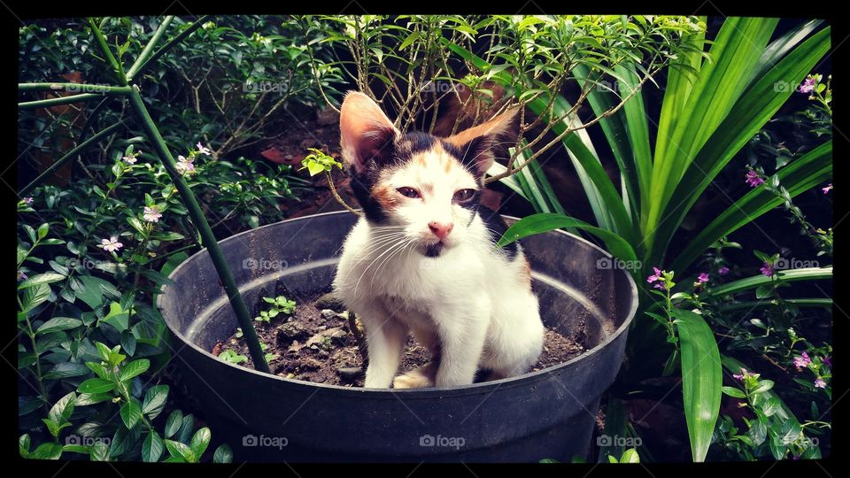 kitten in the little garden