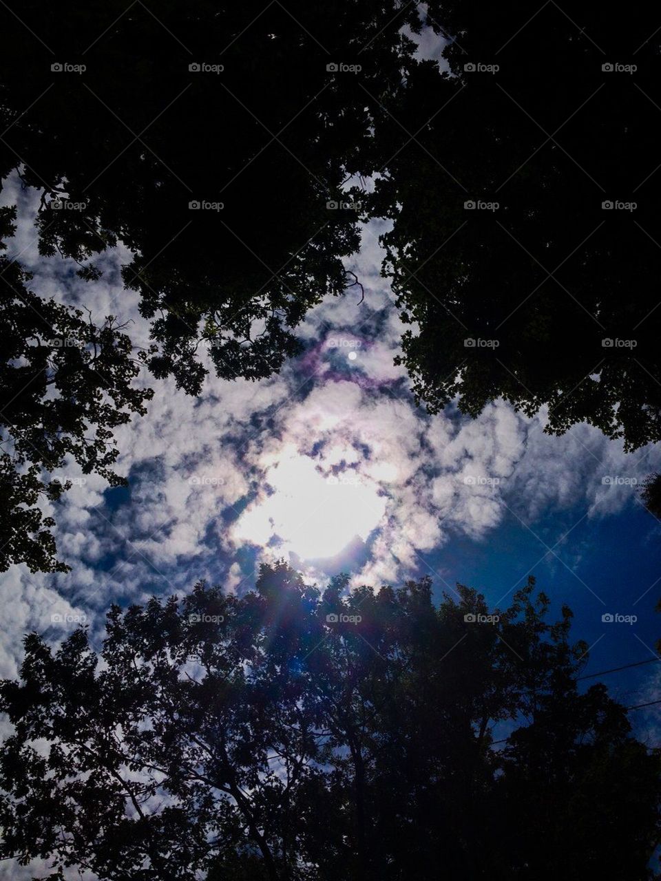 summer sky through the trees