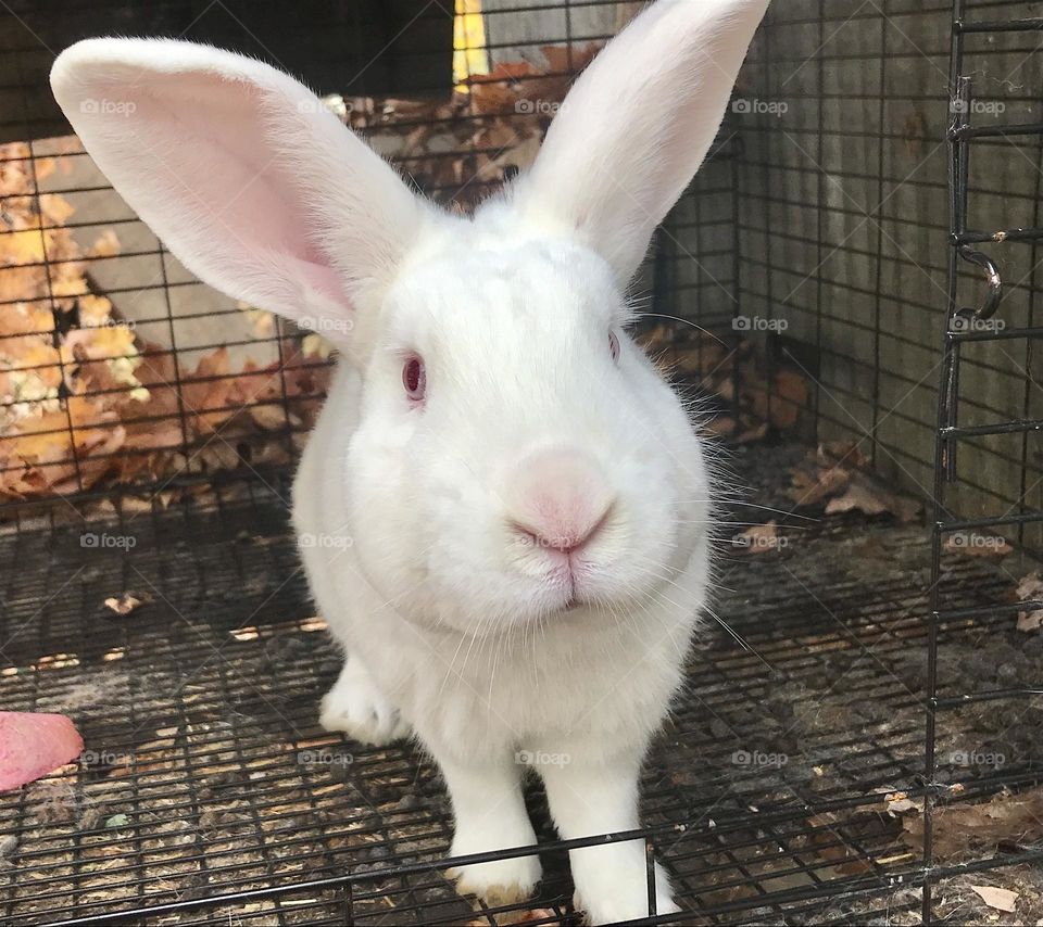 A New Zealand White rabbit buck looking at the camera. 