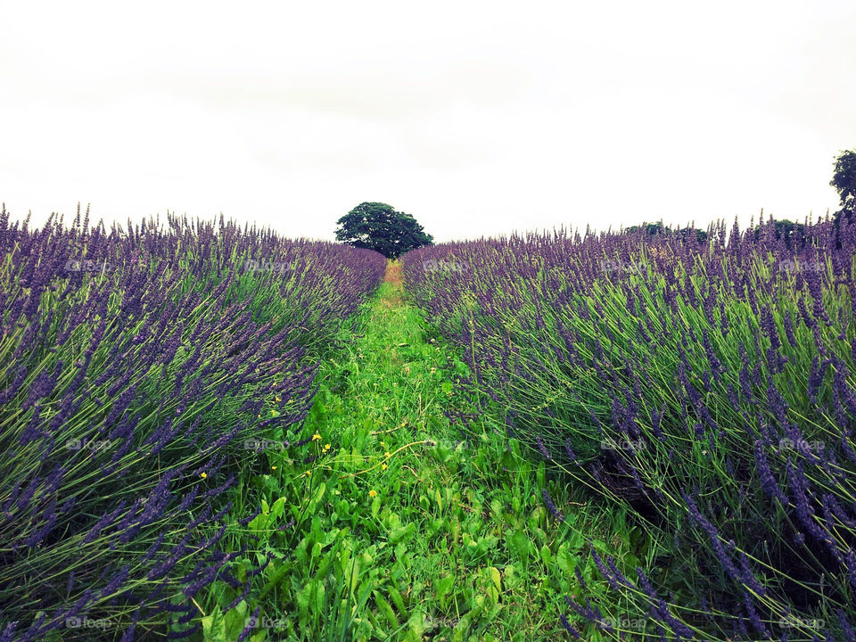 field purple tree lavender by tamo85