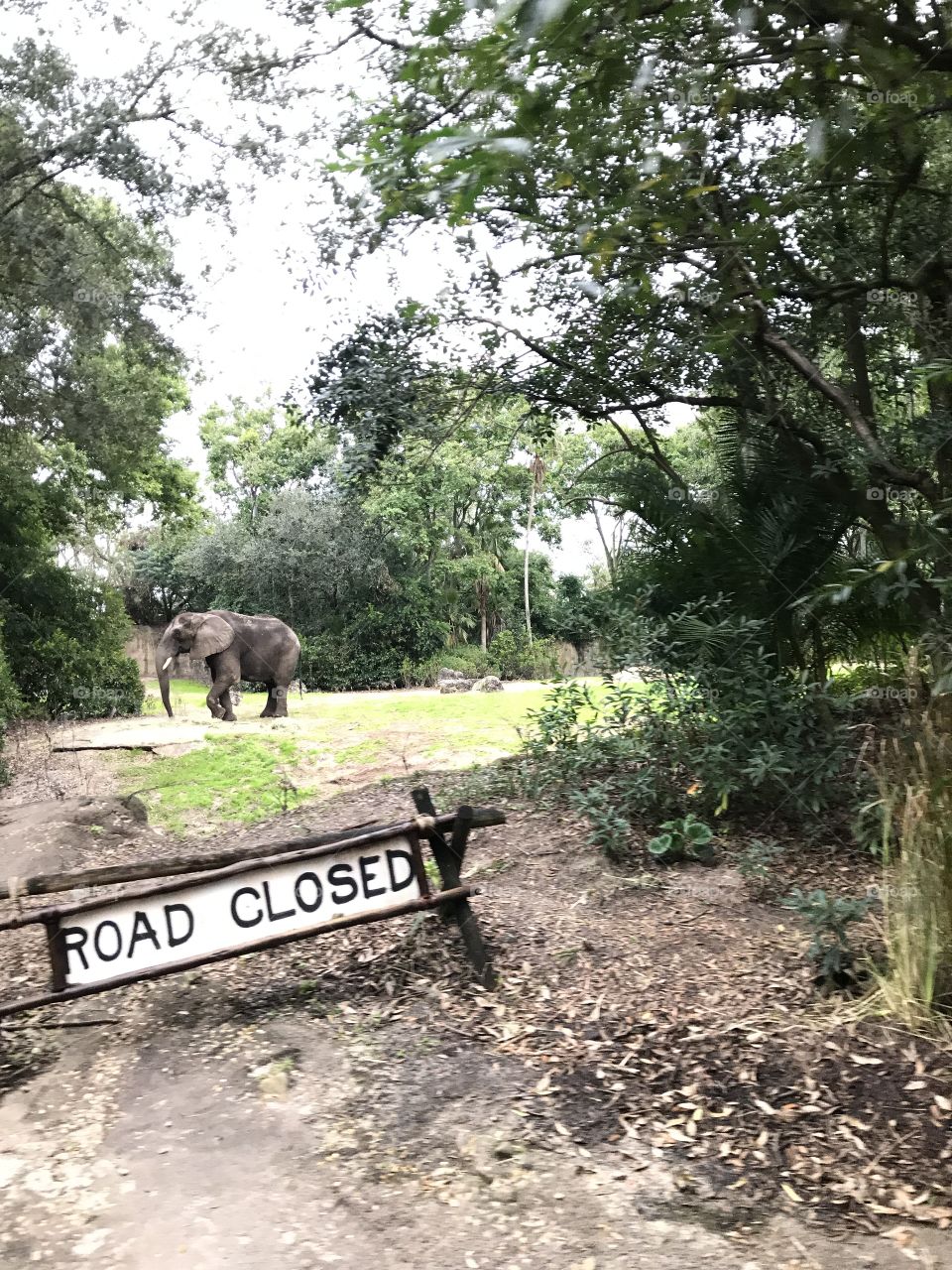 Wild elephant past a road closed sign. 