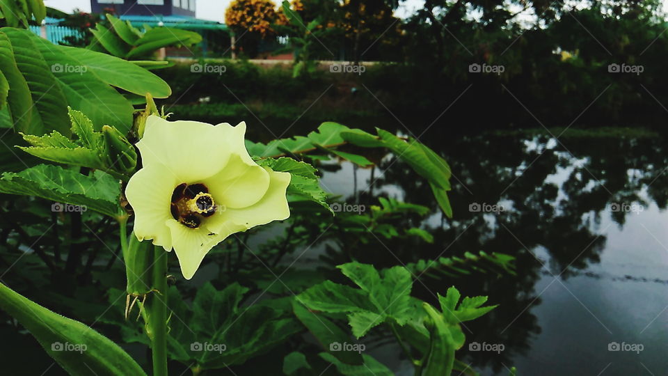 Beautiful yellow flower on the canal