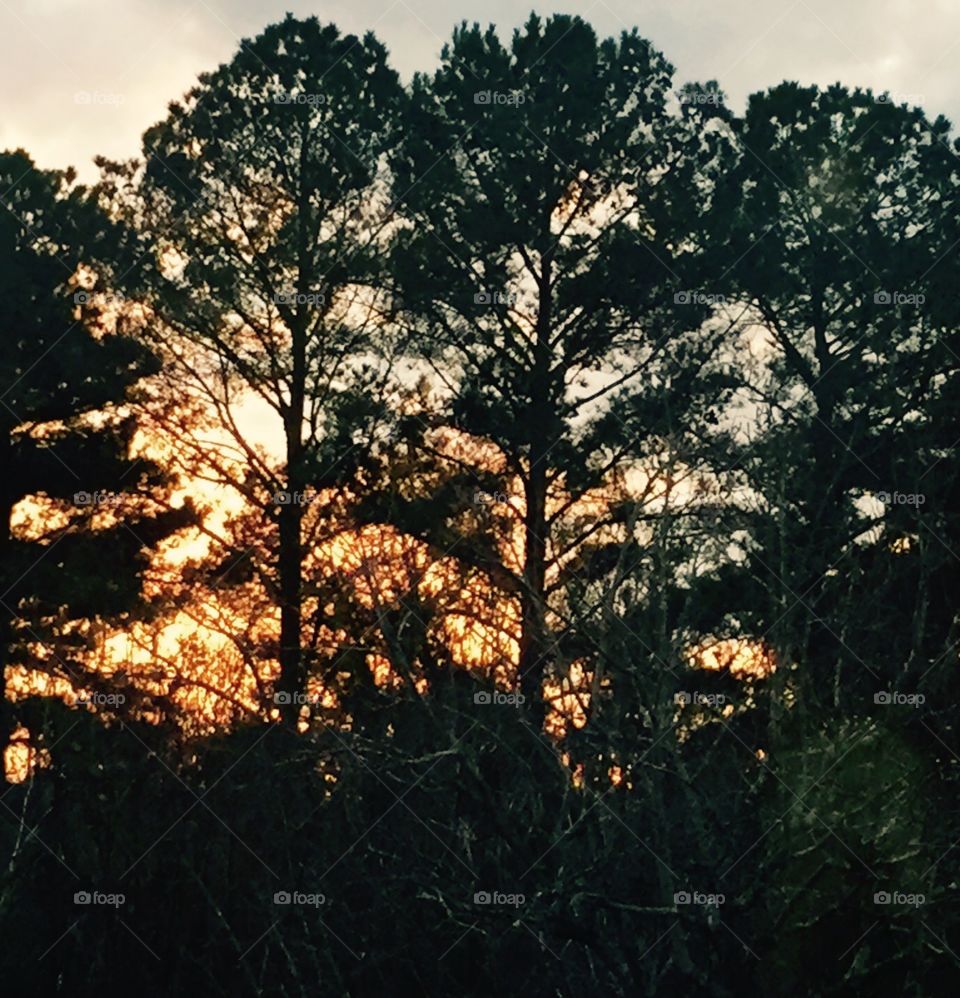 Sunset seen through the pine trees.