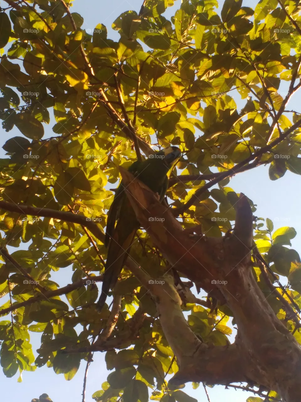 lindo