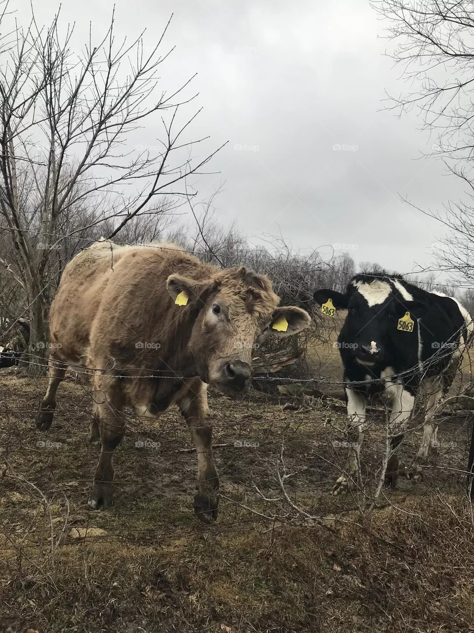 Cows