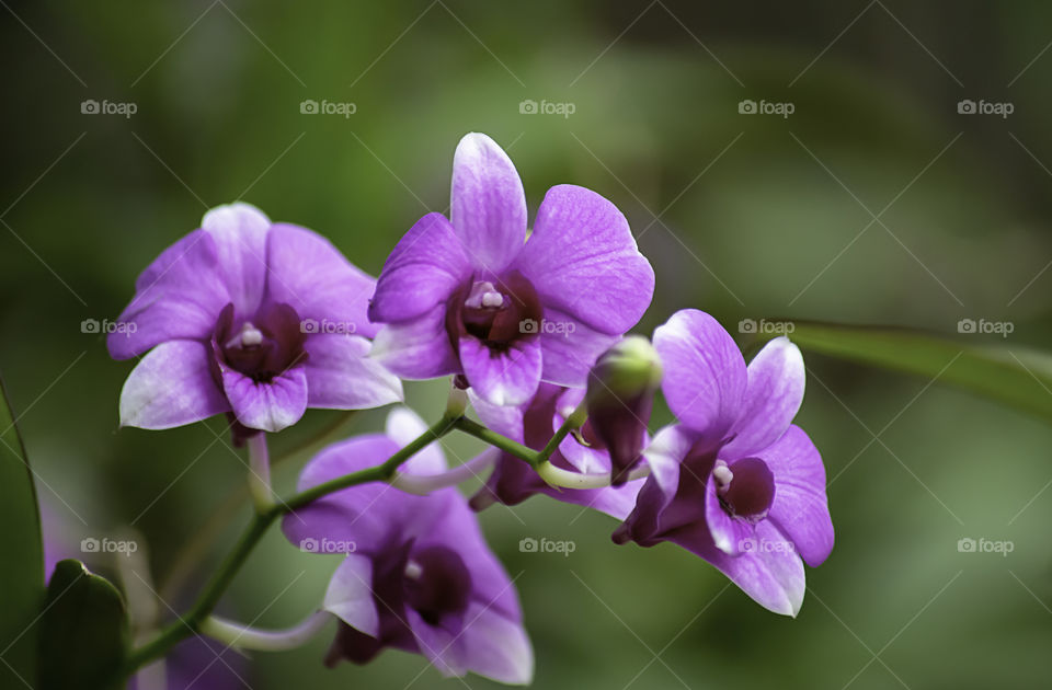 Beautiful purple Orchid Background blurred leaves in the garden.