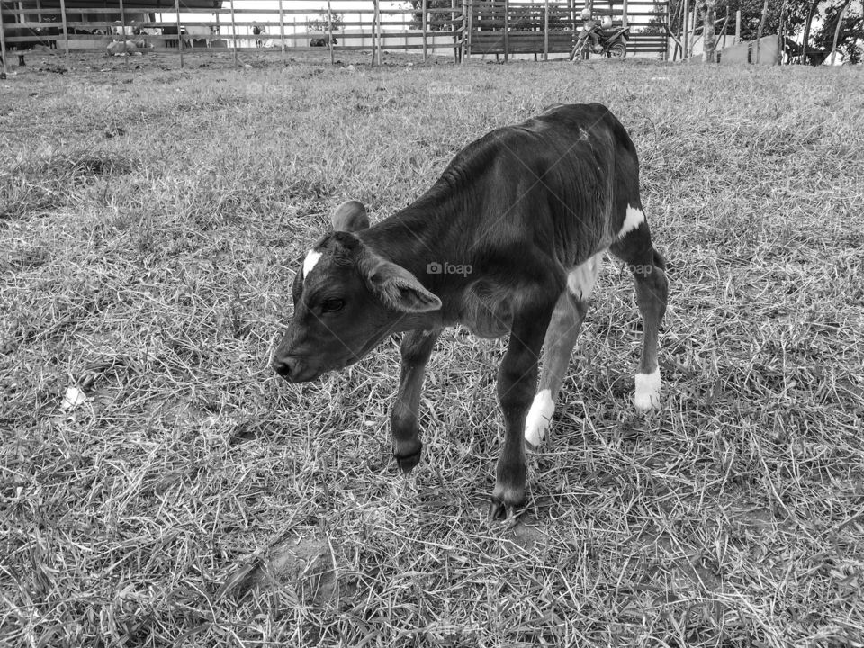 Brazilian small calf