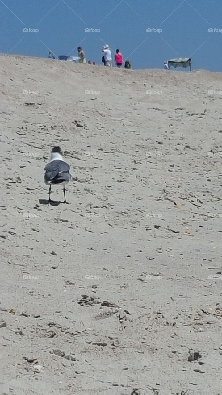 seagull walking