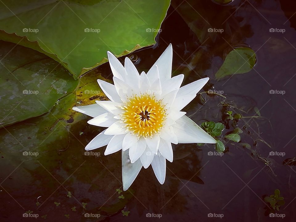 Lotus, beautiful white flower in the pond. White waterlily.