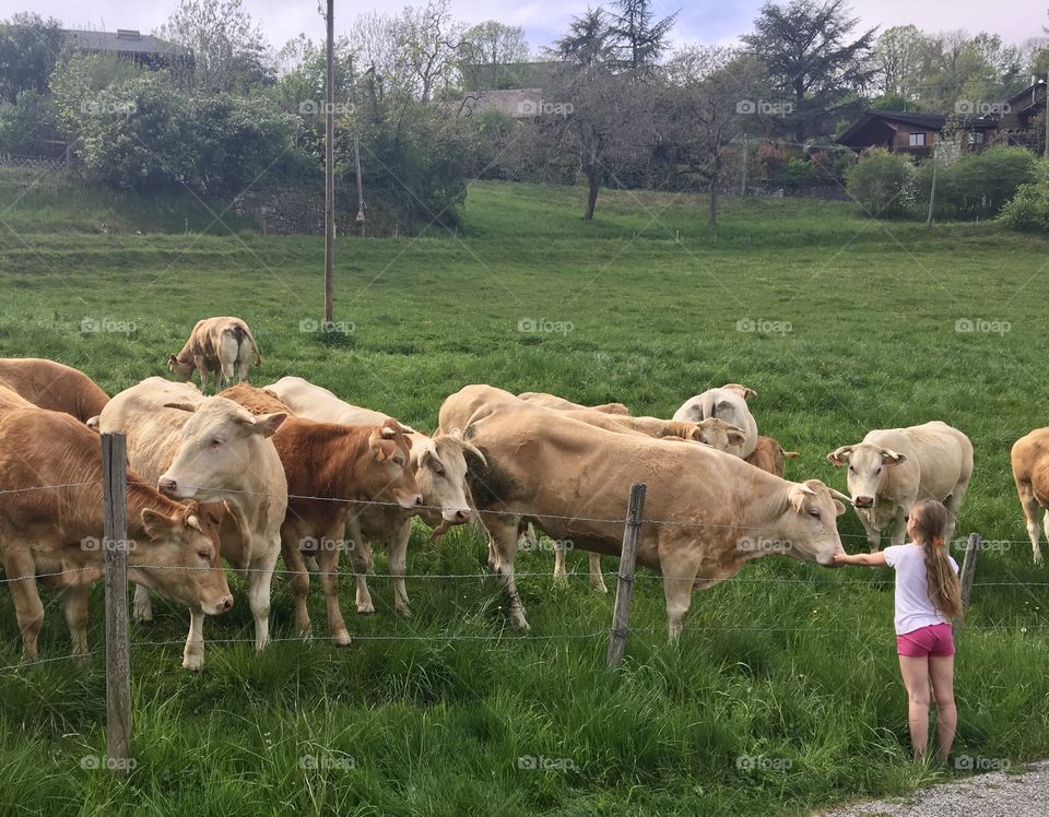 Little girl caressing cows and their calves
