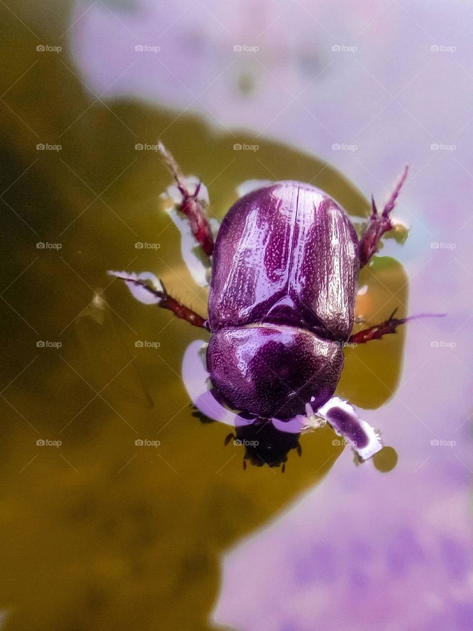 purple colour beautiful creatures