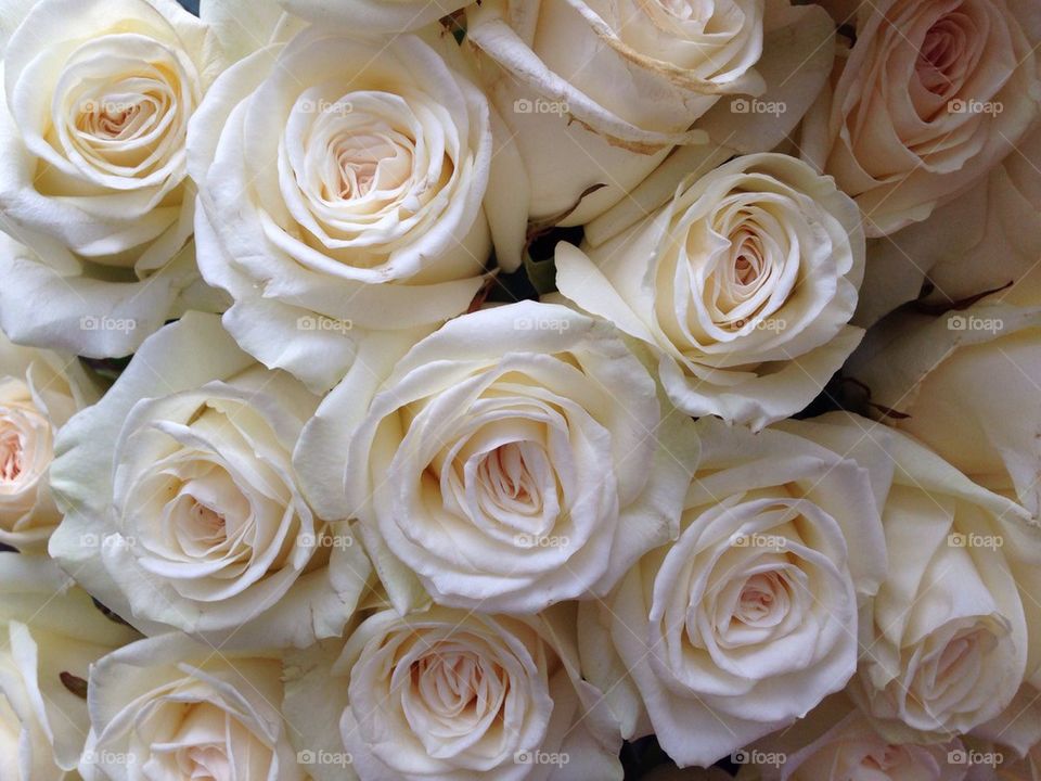 White roses